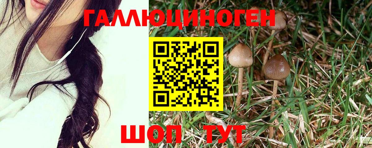 Муром  сколько стоит  Вход с VPN  Псилоцибиновые грибы Cubensis  Галлюциногенные грибы прущие грибы 